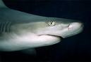bull shark