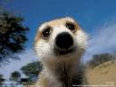 meerkat