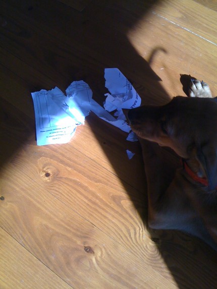 The dog ate my homework