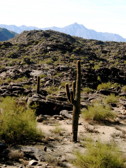 cactus *wow*