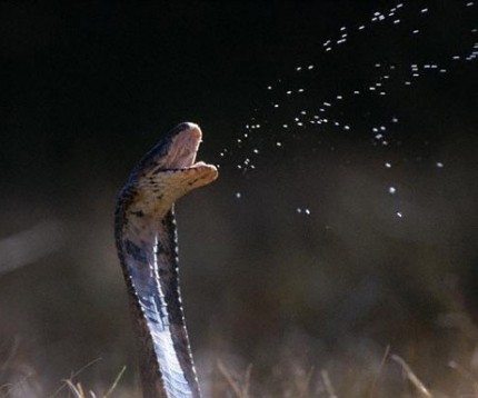 mozambique_spitting_cobra