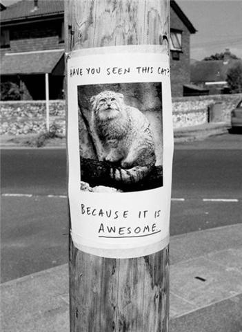 Awesoem Cat