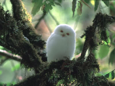bird-snowballowl