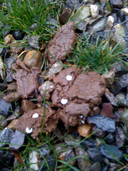 Sequins in Dog Poo Sequins in Dog Poo