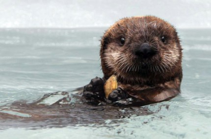 baby sea otter