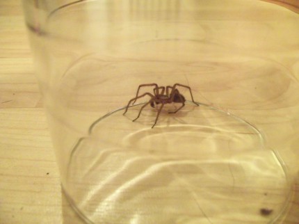 hobo spider