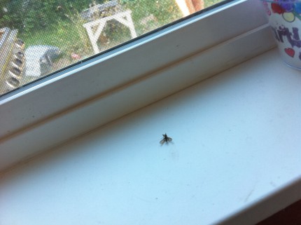 dead fly