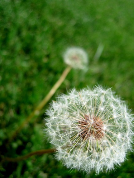 dandelion bloom dandelion bloom
