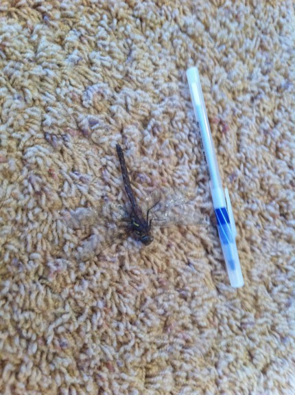 Dragonfly
