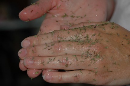thyme on my hands thyme on my hands