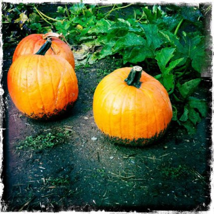 3 pumpkins