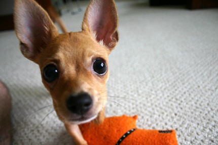 Taco the Dog