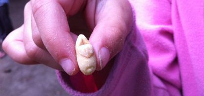 clog-looking peanut