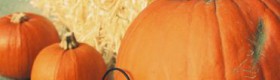 i love pumpkins