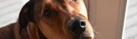 Kevin - dog