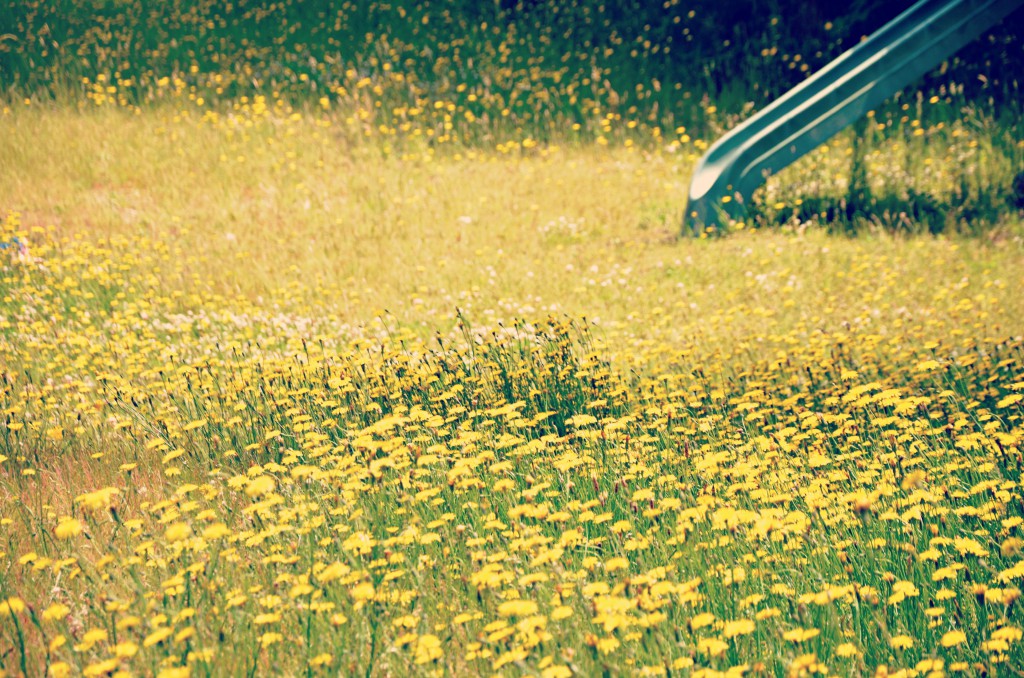 our dandelions