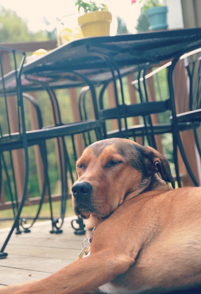 the dog, just chillin' outside
