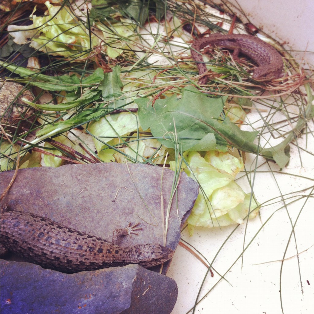 lizards