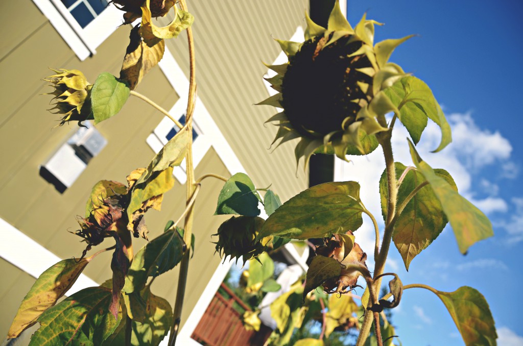 dead sunflowers are dead via @jennyonthespot