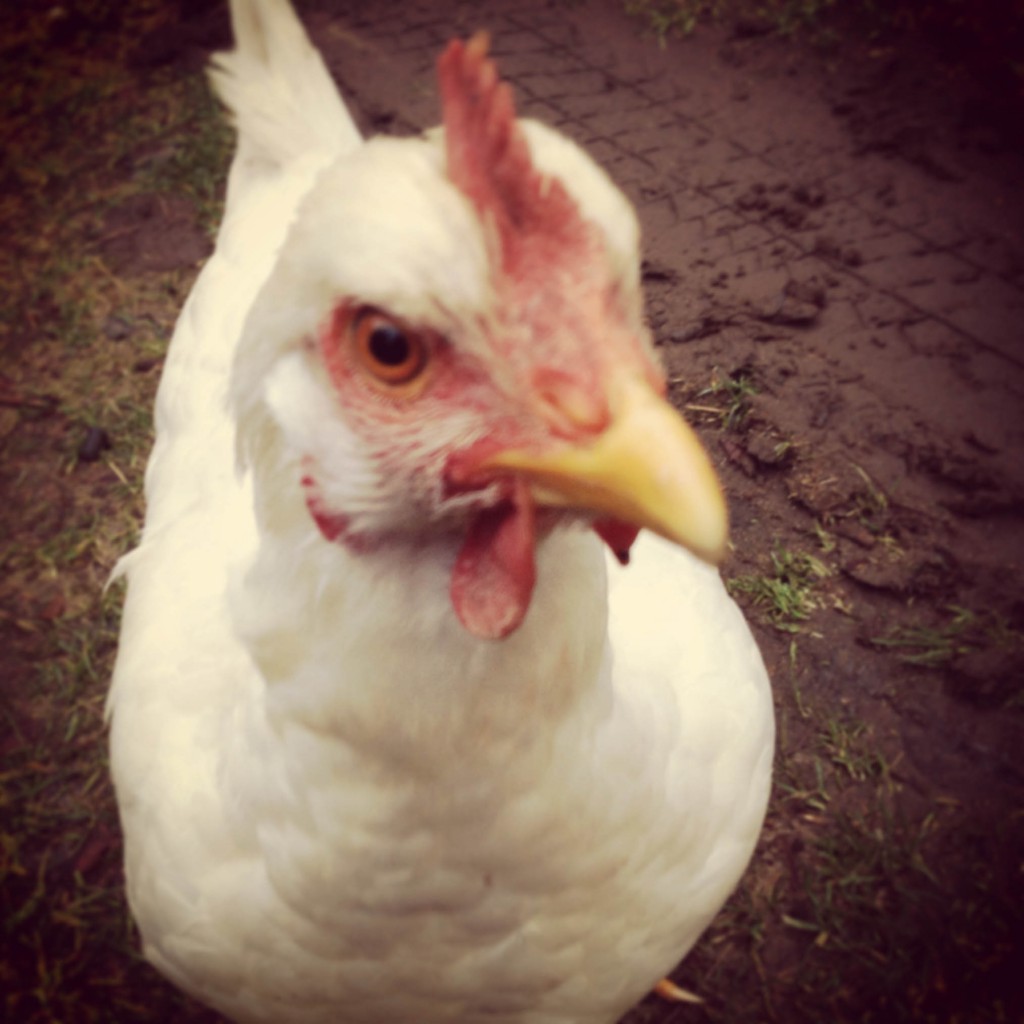 neighborhood chickens via @jennyonthespot