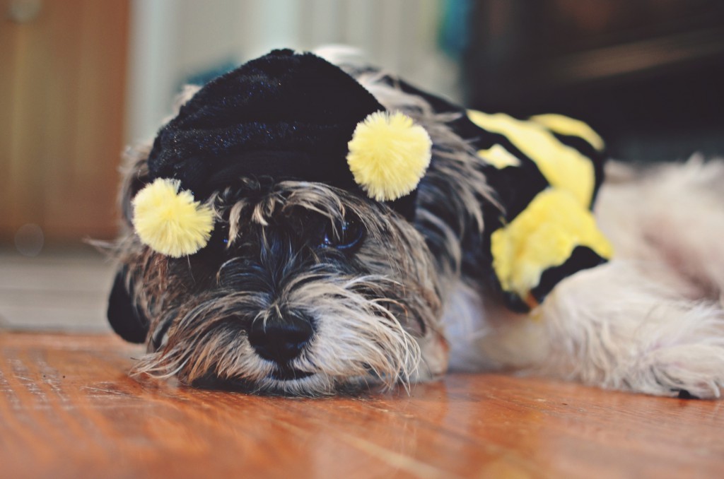 Halloween costumes - for the family pet via @jennyonthespot