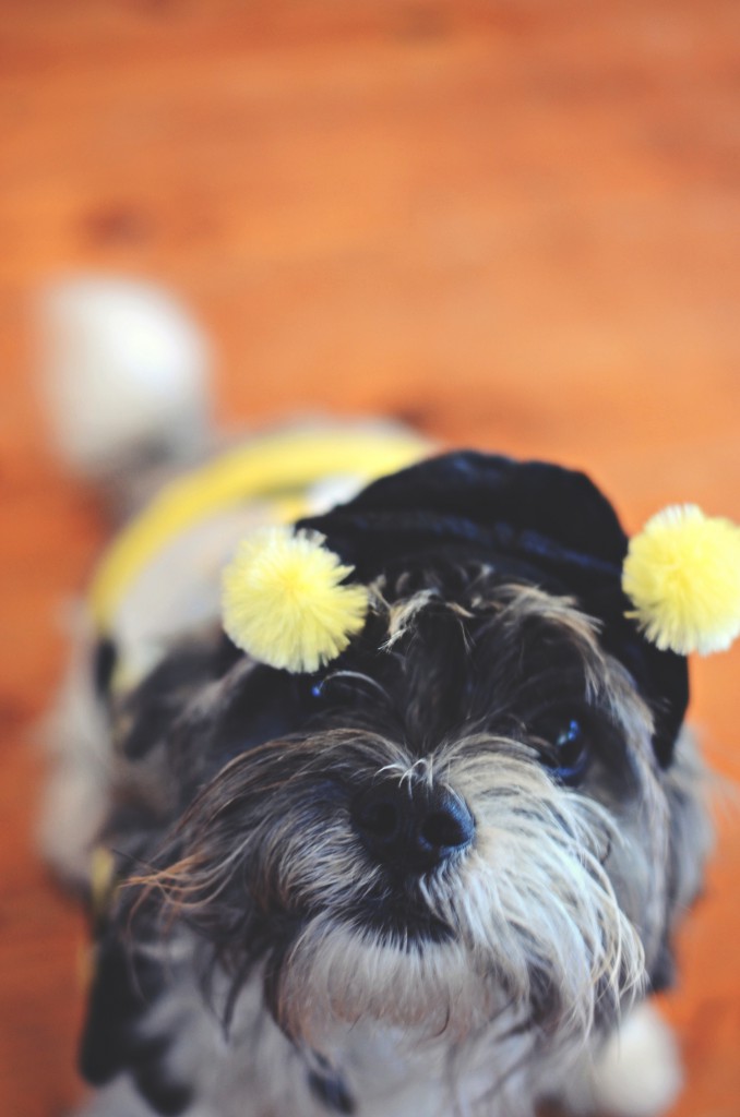 Halloween costumes - for the family pet via @jennyonthespot