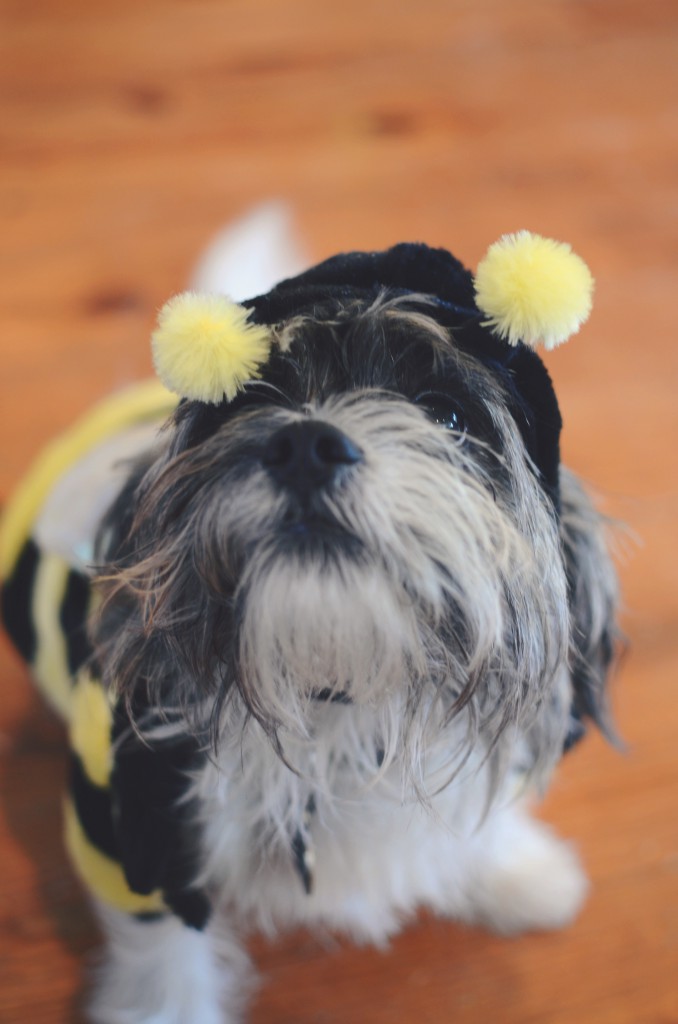 Halloween costumes - for the family pet via @jennyonthespot