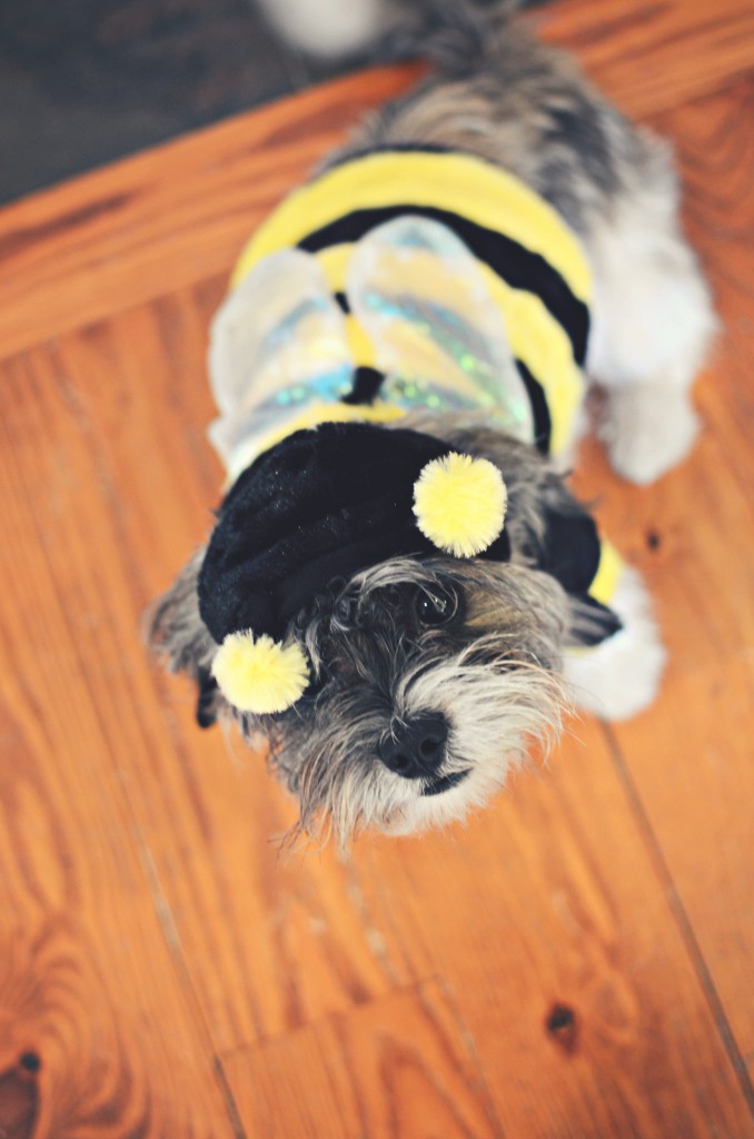 Halloween costumes - for the family pet via @jennyonthespot